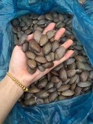 Ngao hoa vàng