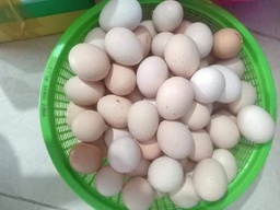 trứng ga ta