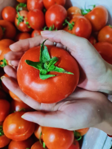 Cà chua sạch BaLan 