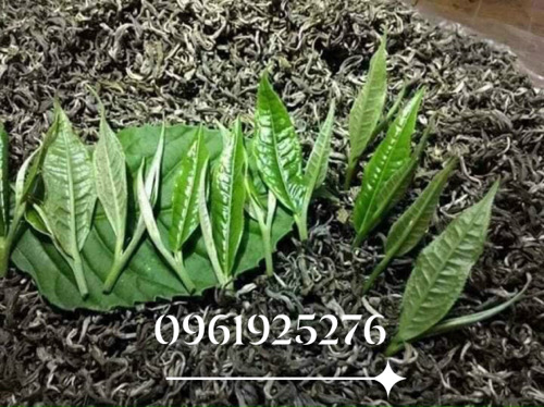 CHÈ SAN TUYẾT CỔ THỤ HÀ GIANG